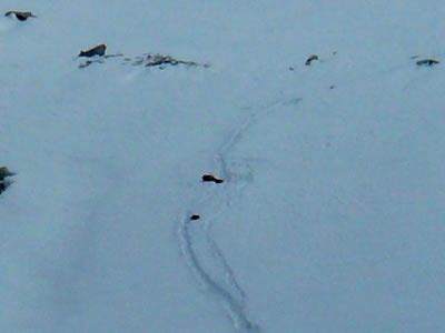 nangpalazwlokimniszki2006_400